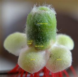  Flower-Hypanthium, Calyx and Corolla